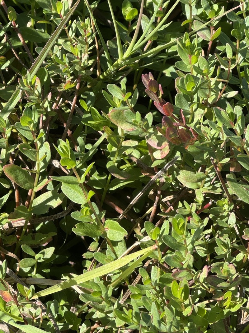 Florida Loosestrife photo 4