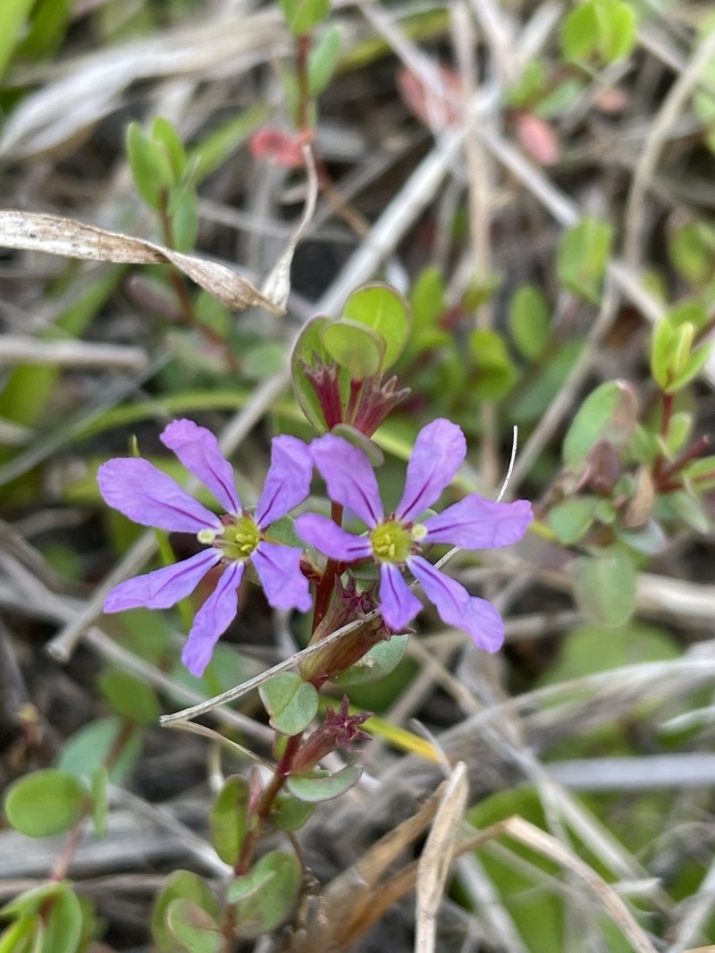 Florida Loosestrife photo 5
