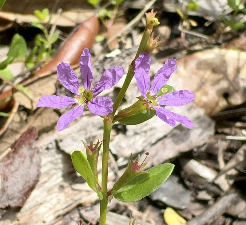 Florida Loosestrife photo 6