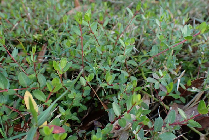 Florida Loosestrife photo 8