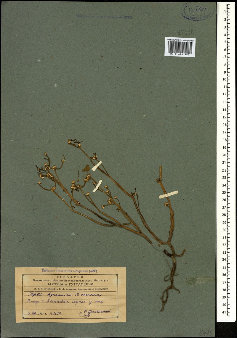 Lythrum hyrcanicum