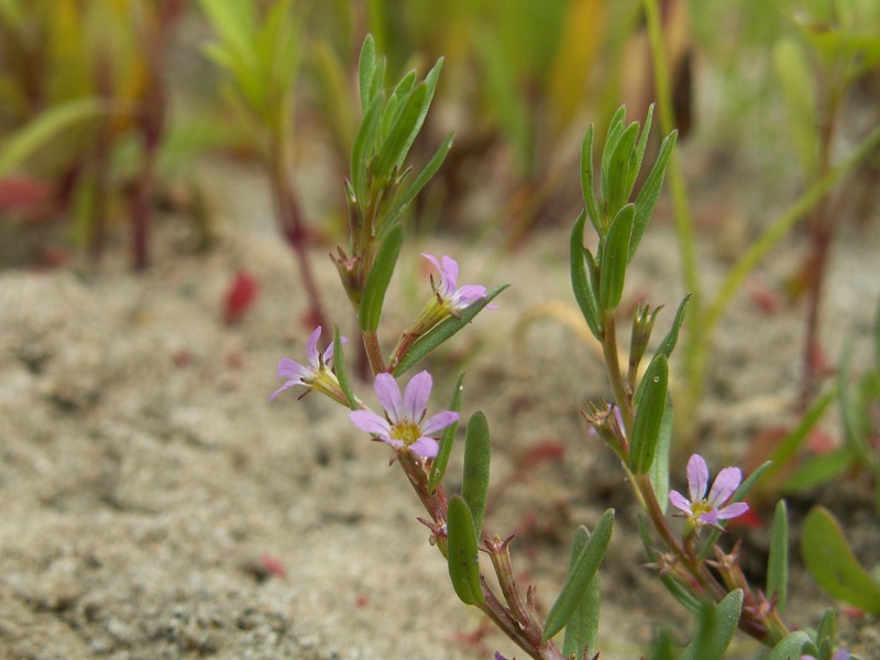 Hyssop Loosestrife photo 5