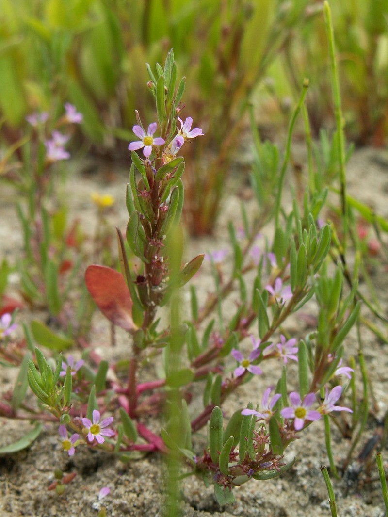 Hyssop Loosestrife photo 6