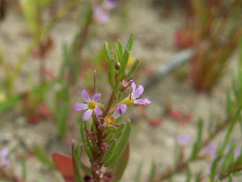 Hyssop Loosestrife photo 7