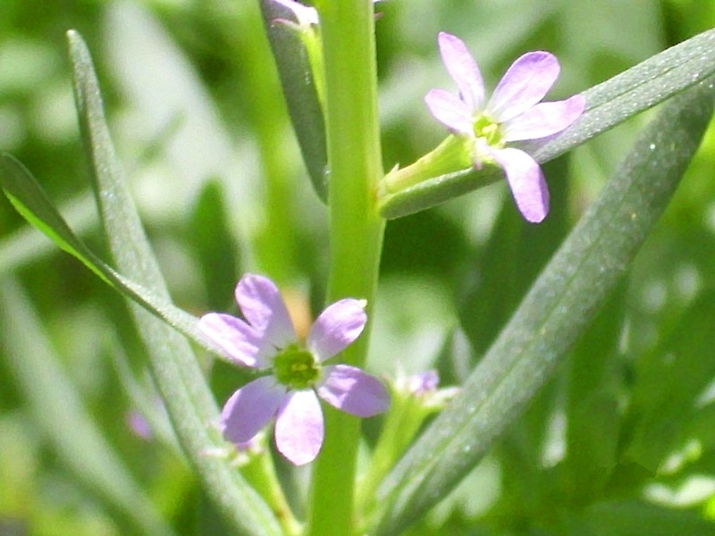 Hyssop Loosestrife photo 8