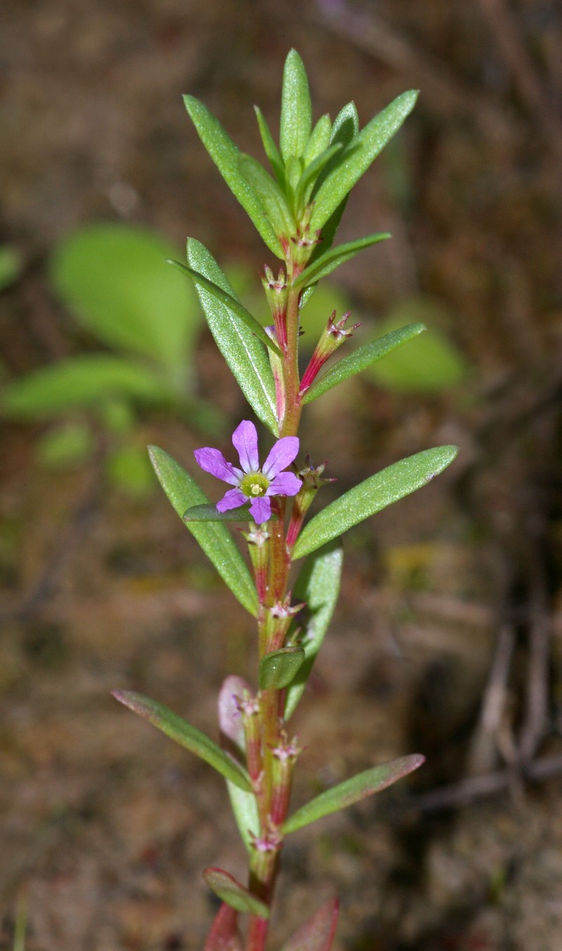 Hyssop Loosestrife