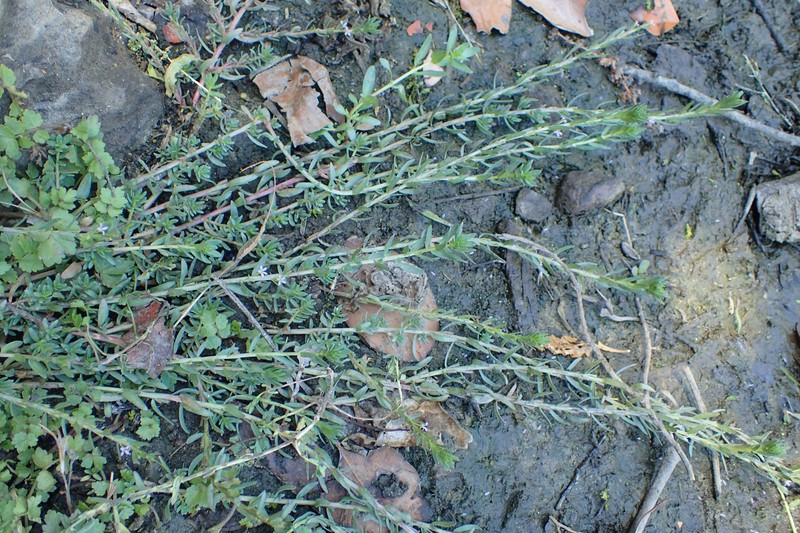 Hyssop Loosestrife photo 2
