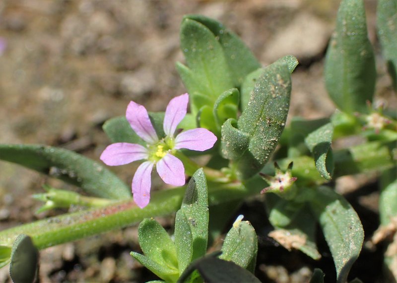 Hyssop Loosestrife photo 3