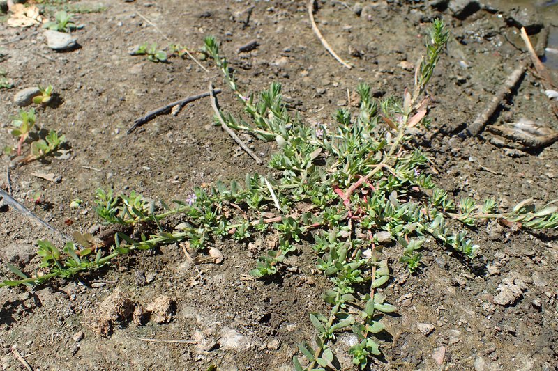 Hyssop Loosestrife photo 4