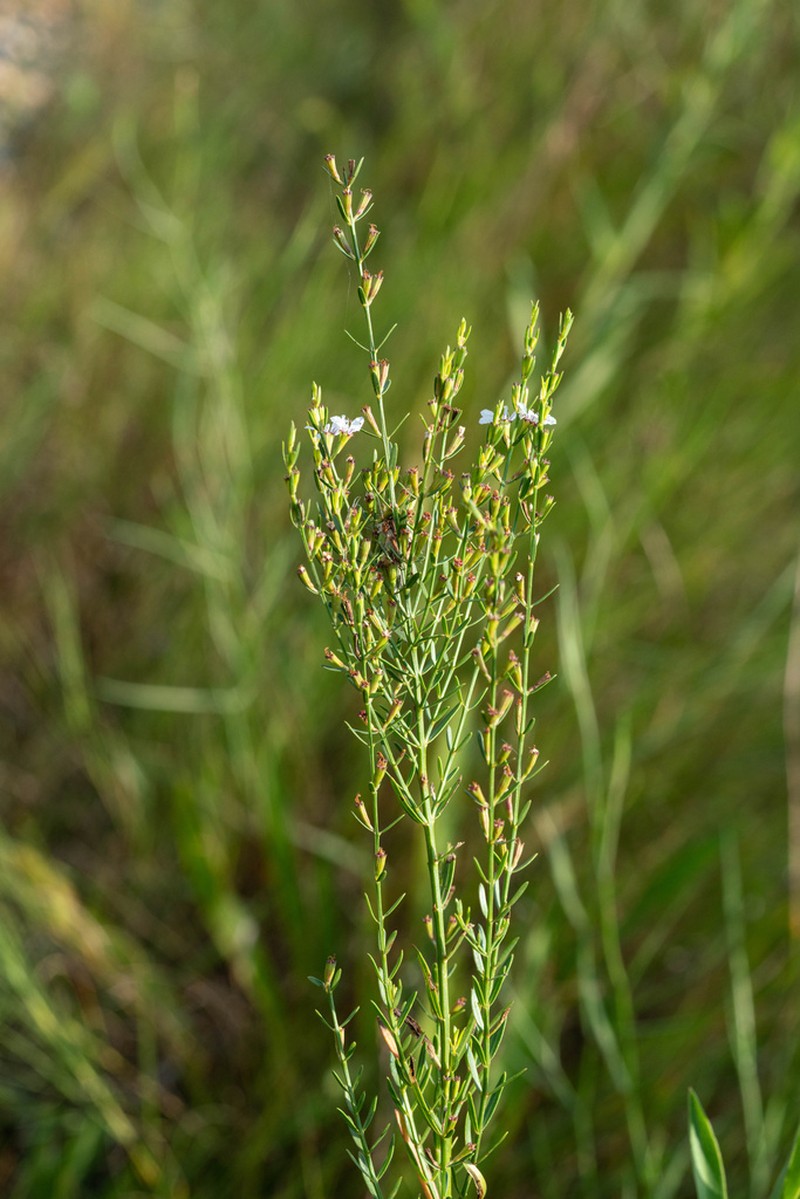 Wand Lythrum photo 5