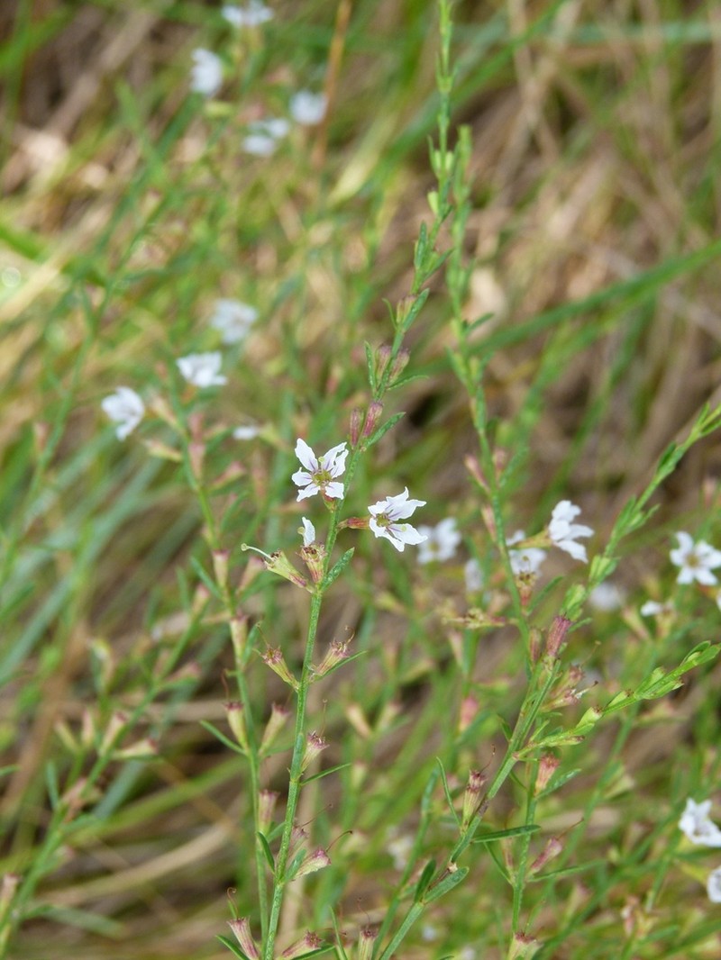 Wand Lythrum photo 8