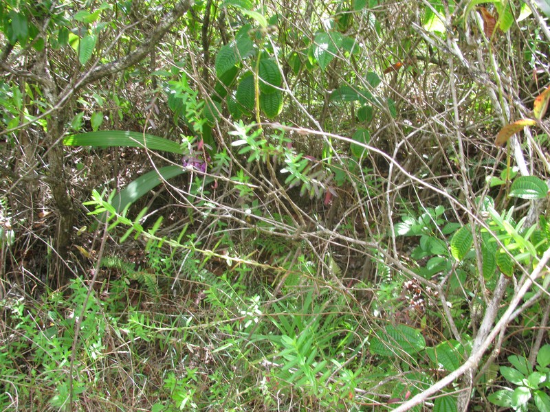 Pukamole photo 5
