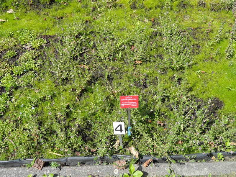 Pukamole photo 2