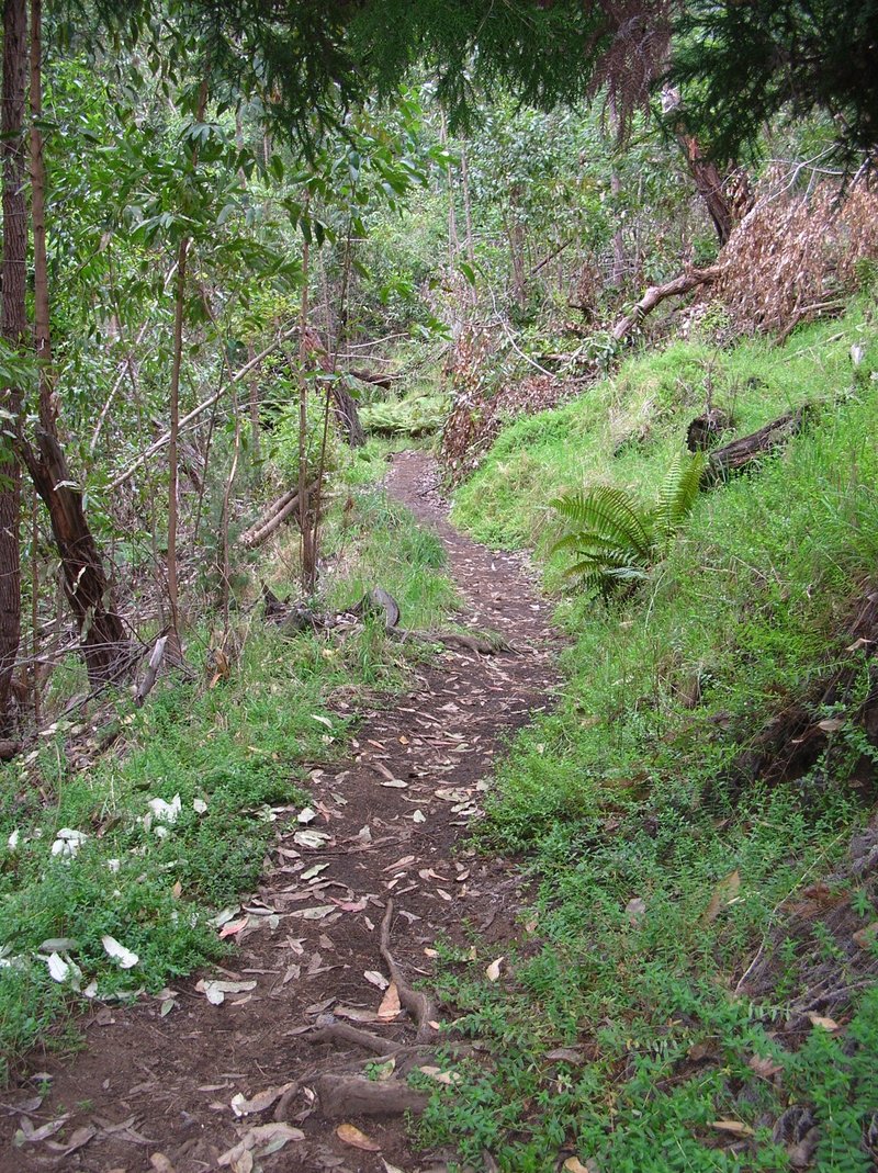 Pukamole photo 8