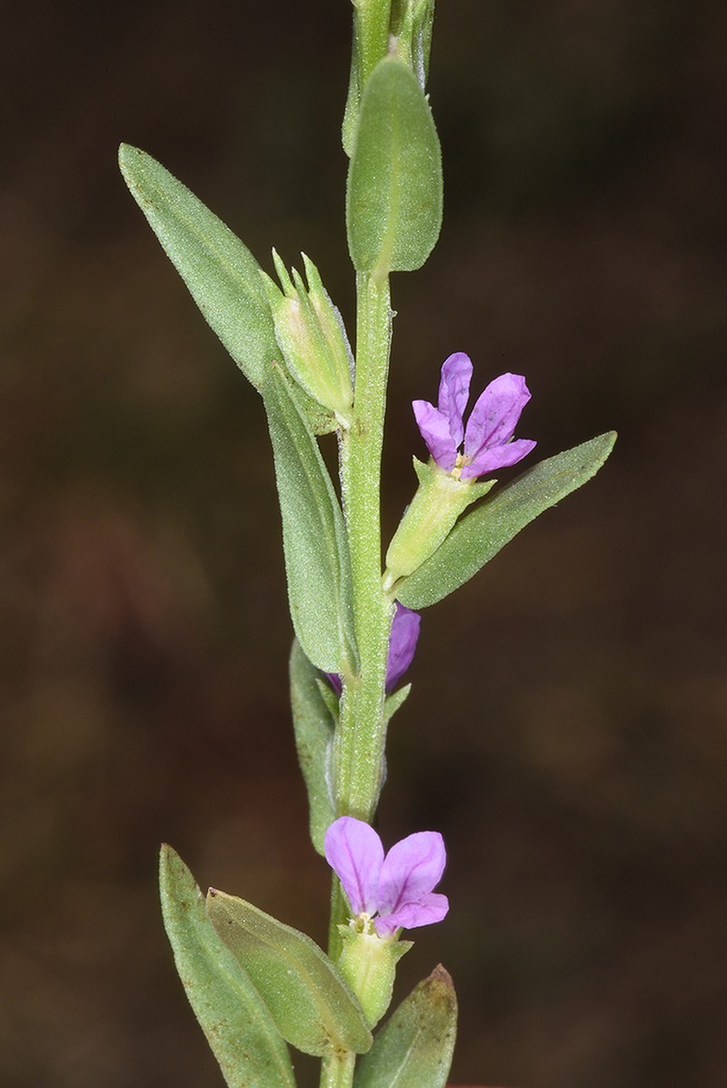 Lythrum netofa