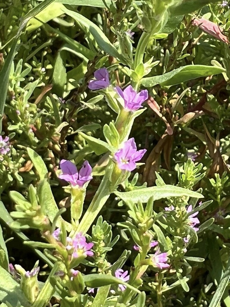 Lythrum netofa photo 2