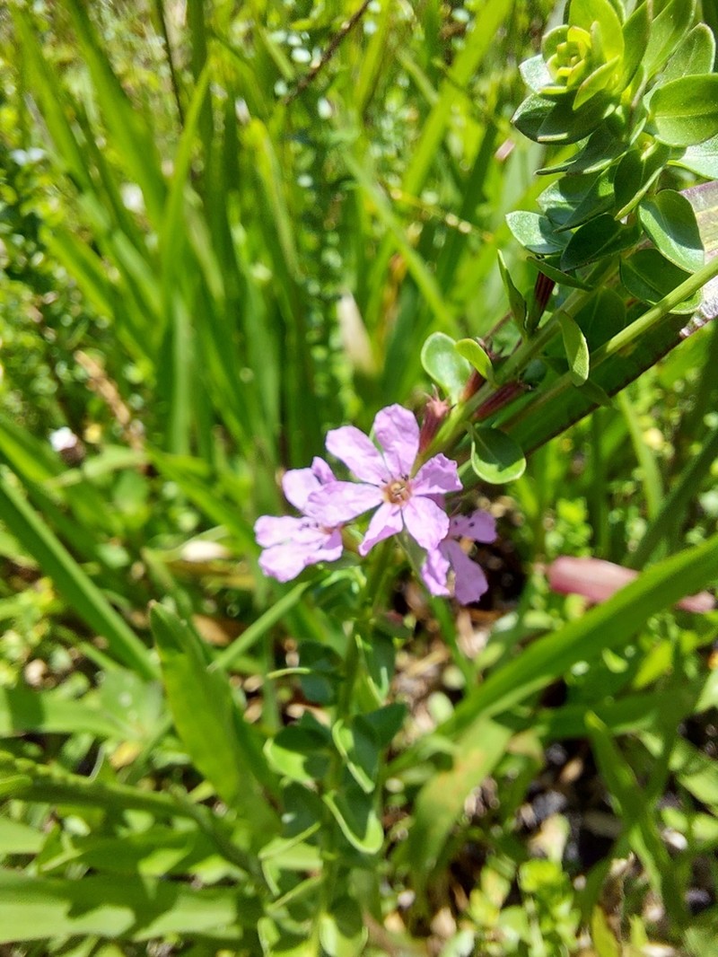 Lythrum nieuwlandii