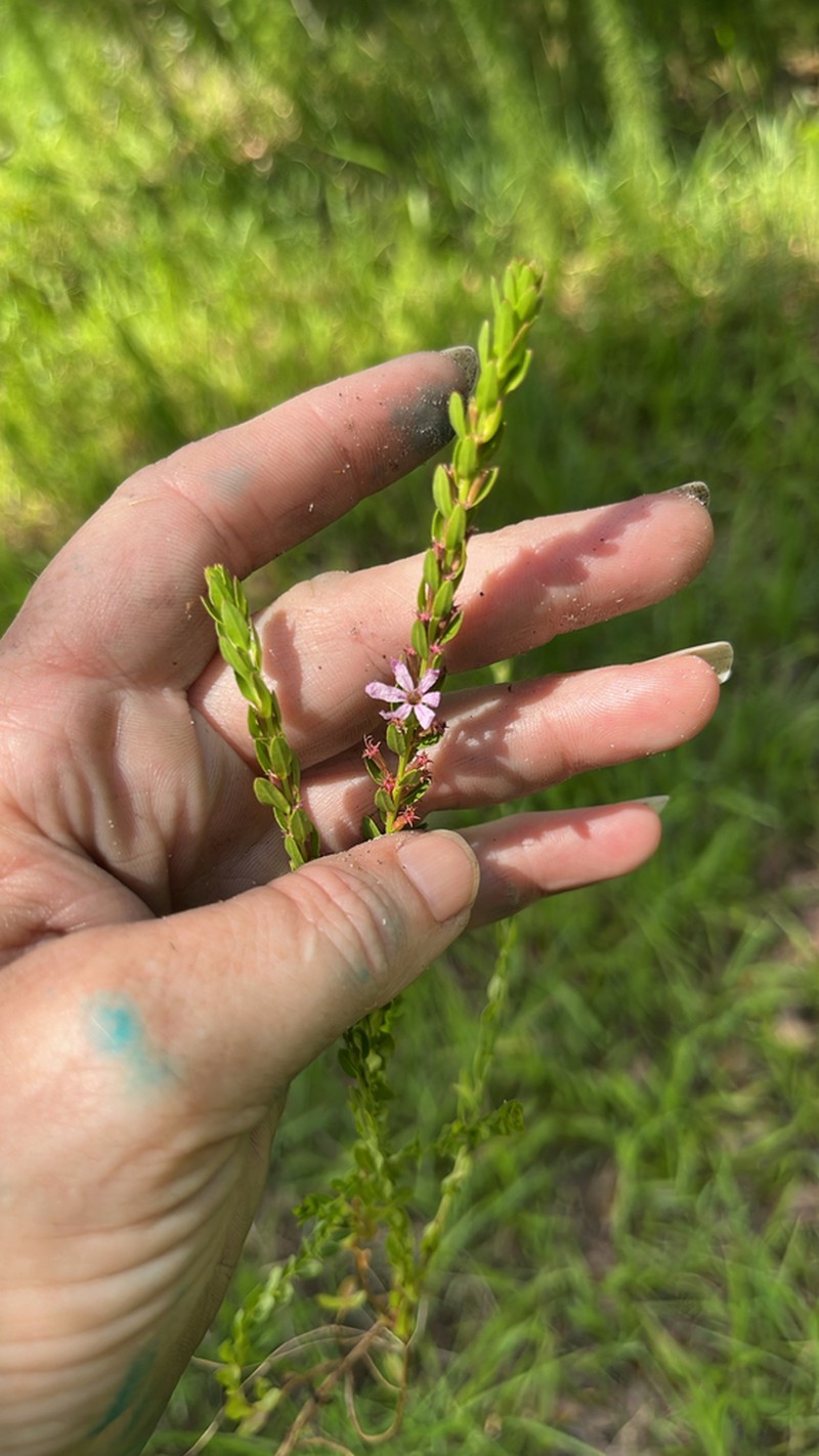Lythrum nieuwlandii photo 2