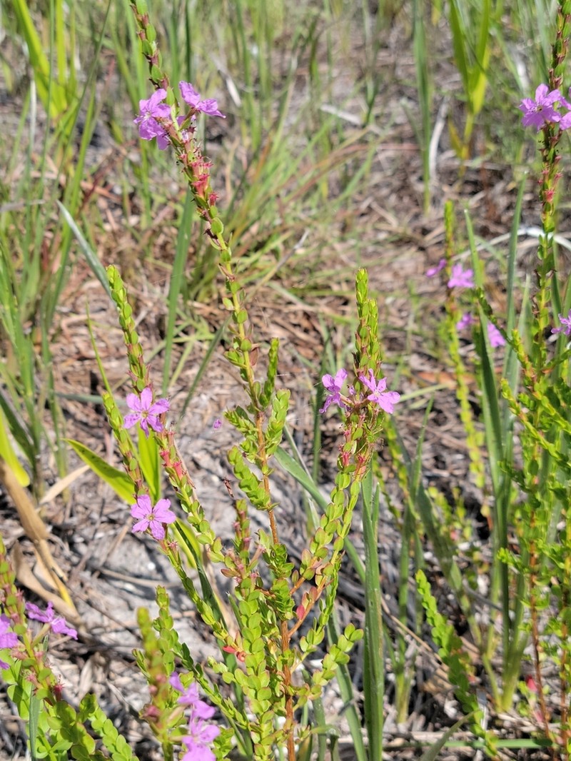 Lythrum nieuwlandii photo 3