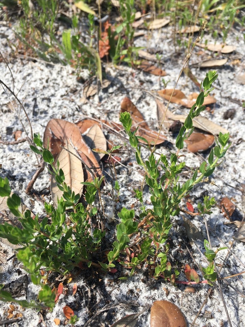 Lythrum nieuwlandii photo 4