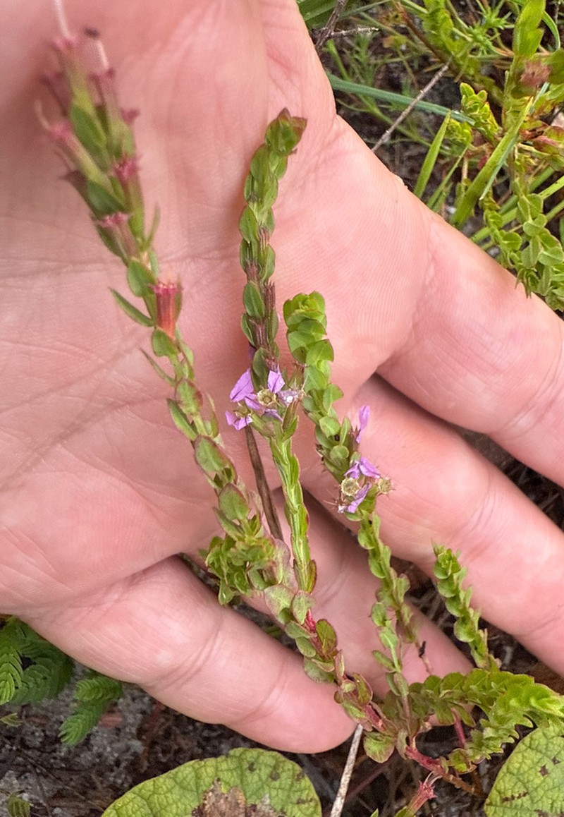 Lythrum nieuwlandii photo 5