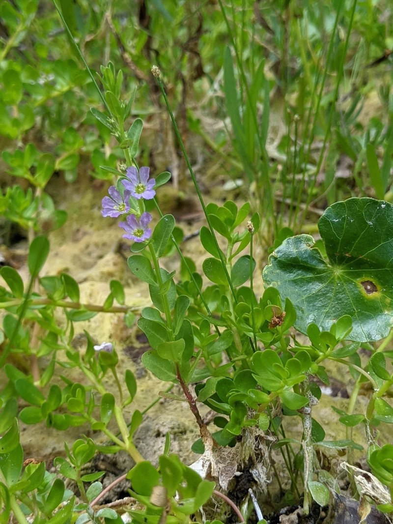 Low Loosestrife