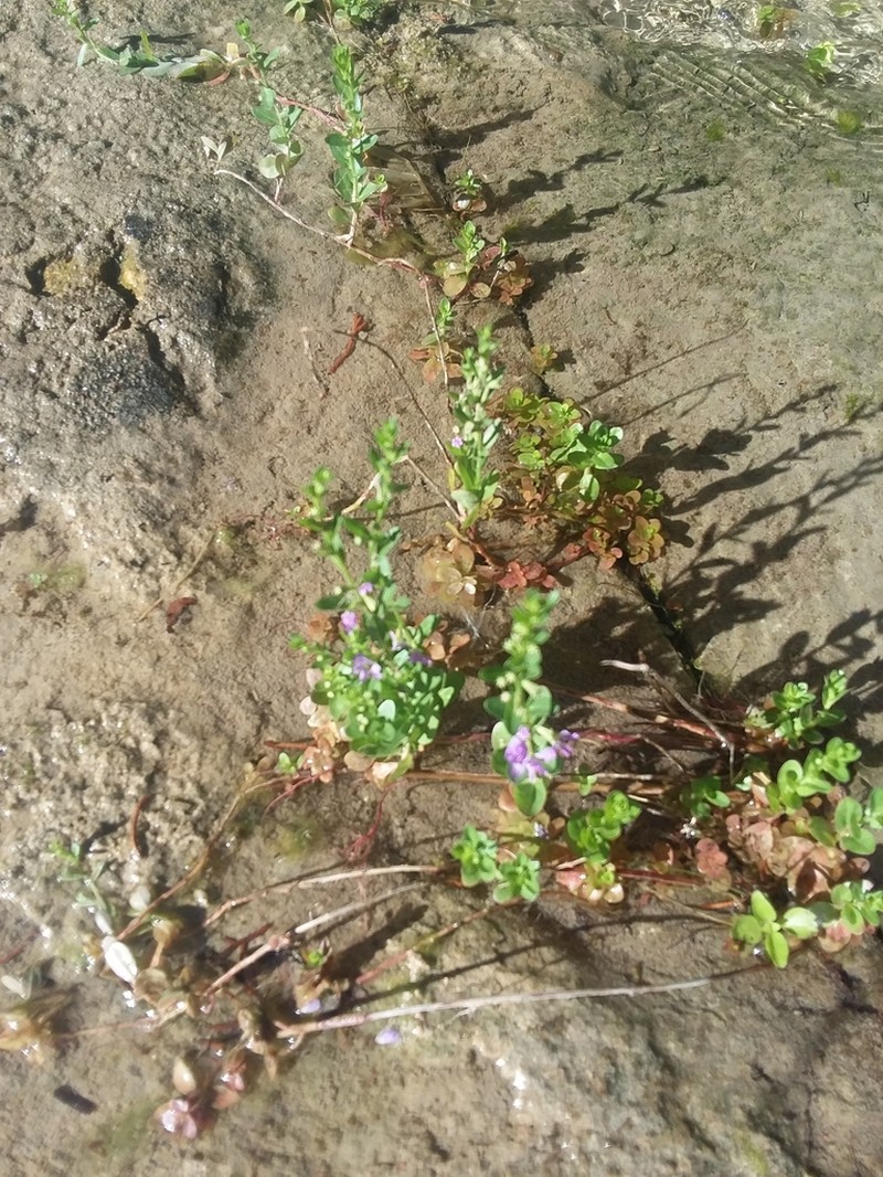 Low Loosestrife photo 2