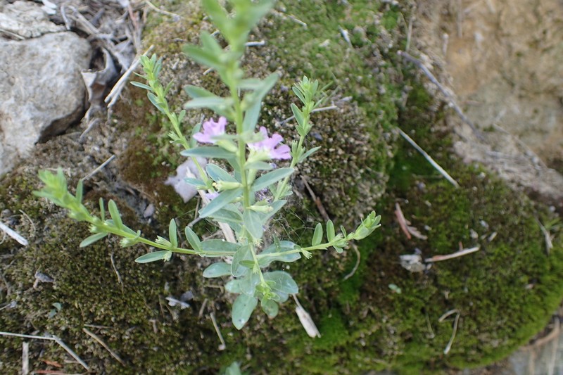 Low Loosestrife photo 3