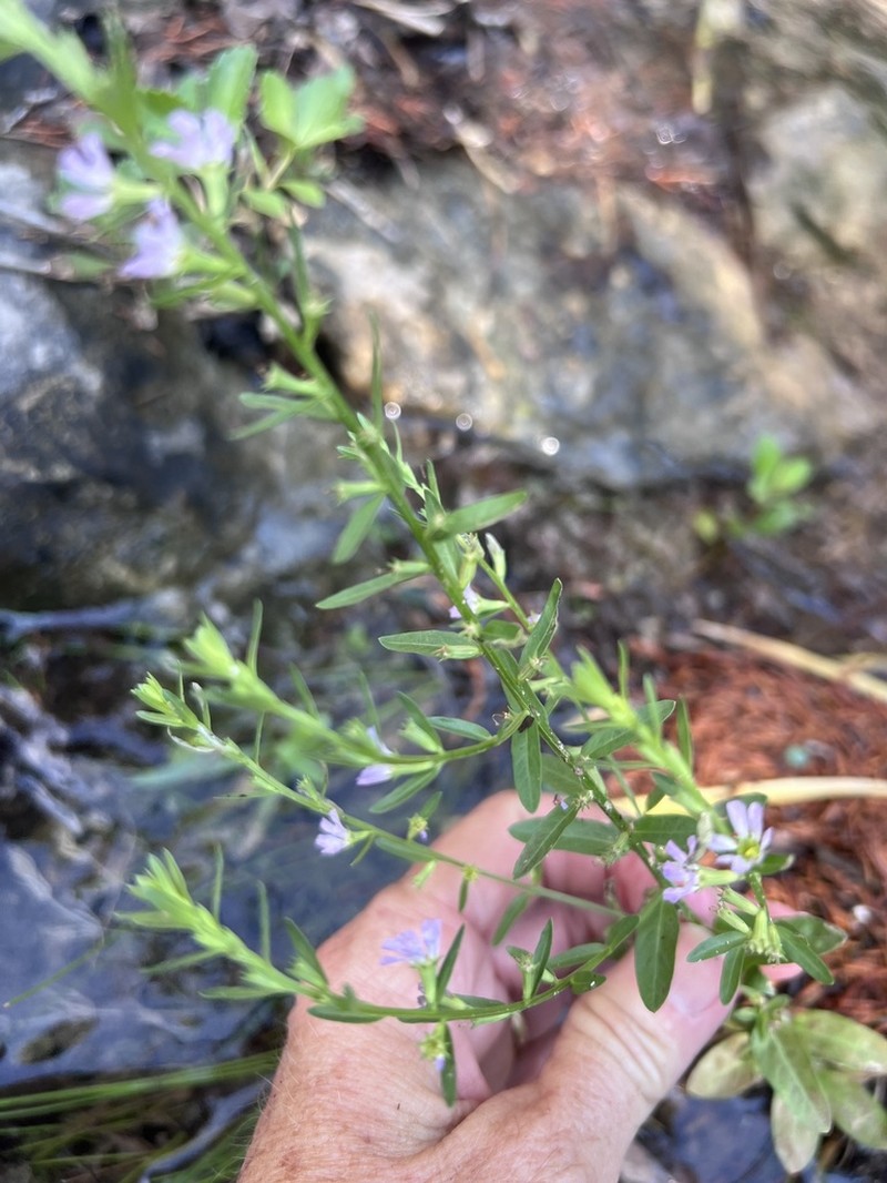 Low Loosestrife photo 4