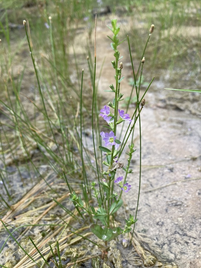 Low Loosestrife photo 5