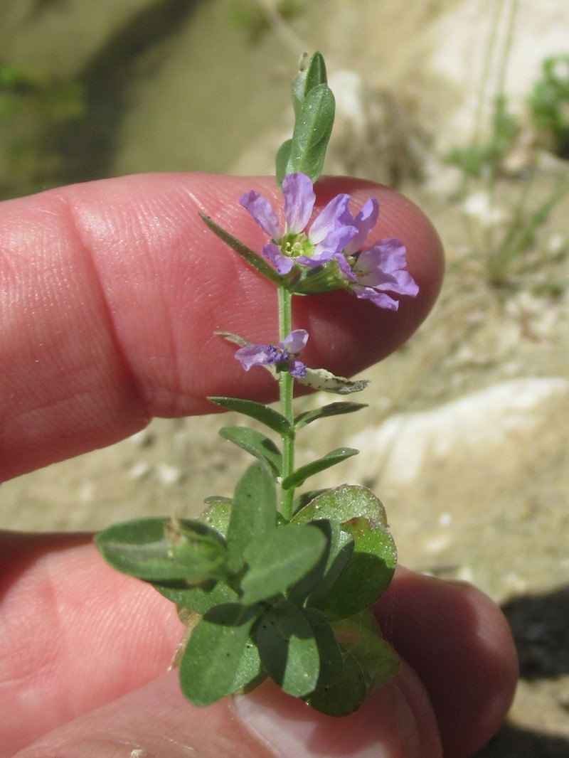 Low Loosestrife photo 6