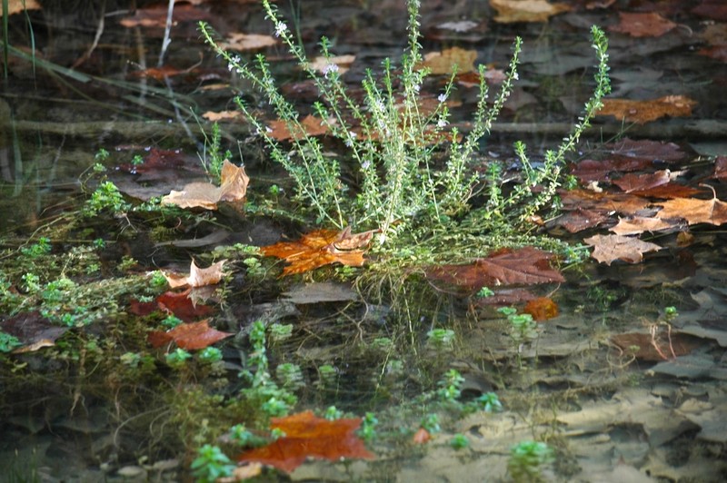 Low Loosestrife photo 7