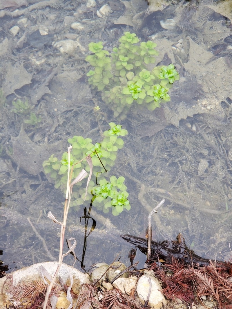 Low Loosestrife photo 8