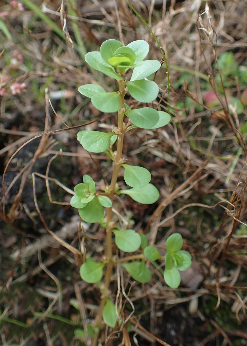 Spatulaleaf Loosestrife photo 4