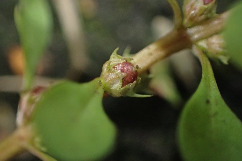 Spatulaleaf Loosestrife photo 2