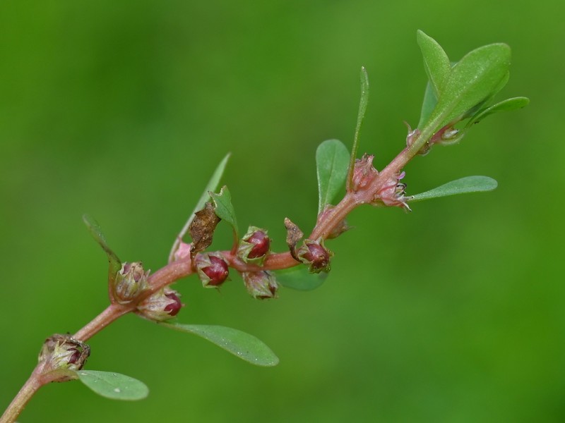 Spatulaleaf Loosestrife photo 3