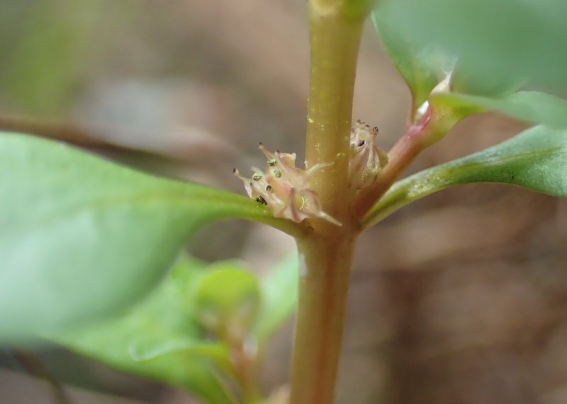 Spatulaleaf Loosestrife photo 6