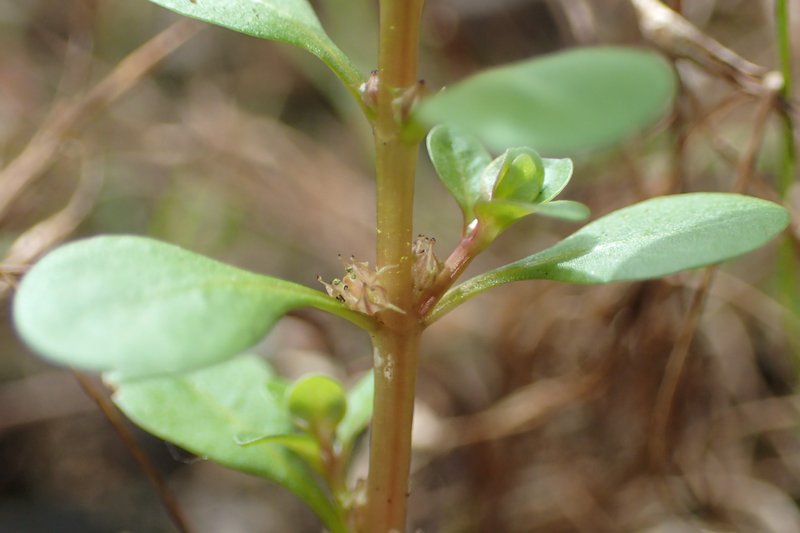 Spatulaleaf Loosestrife photo 7