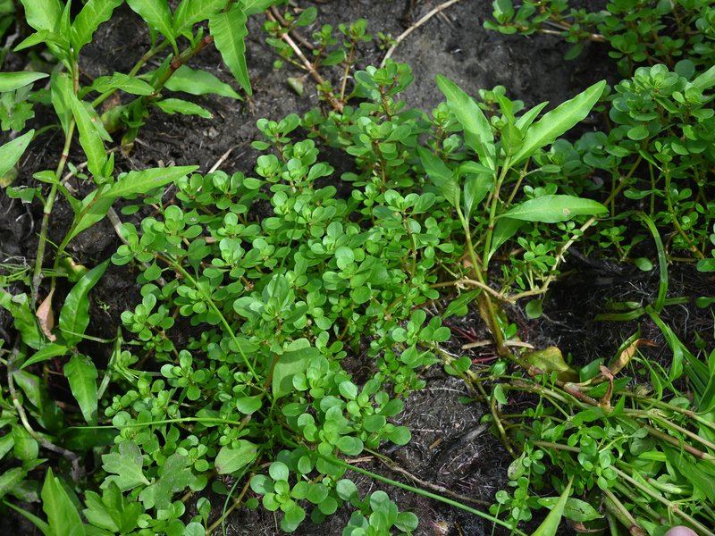 Spatulaleaf Loosestrife photo 8