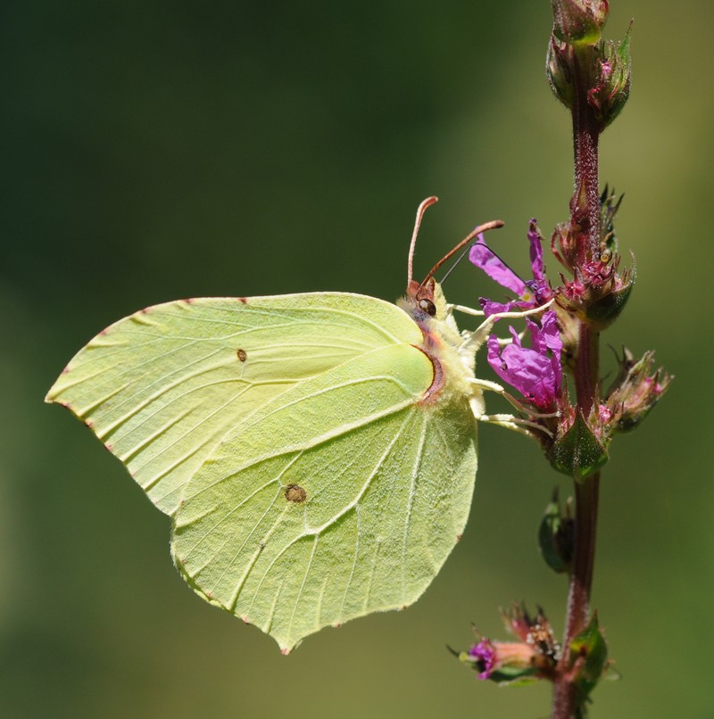 Purple Loosestrife photo 3