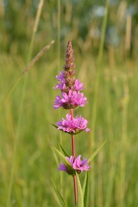 Purple Loosestrife