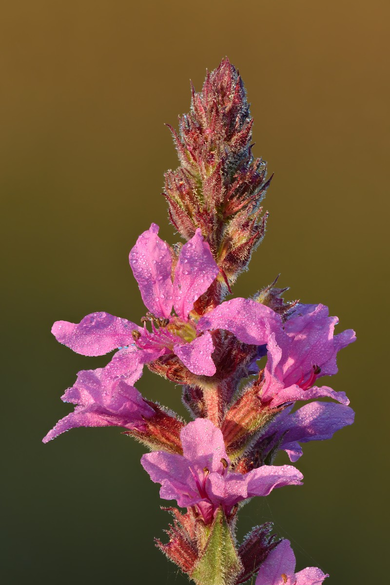 Purple Loosestrife photo 2