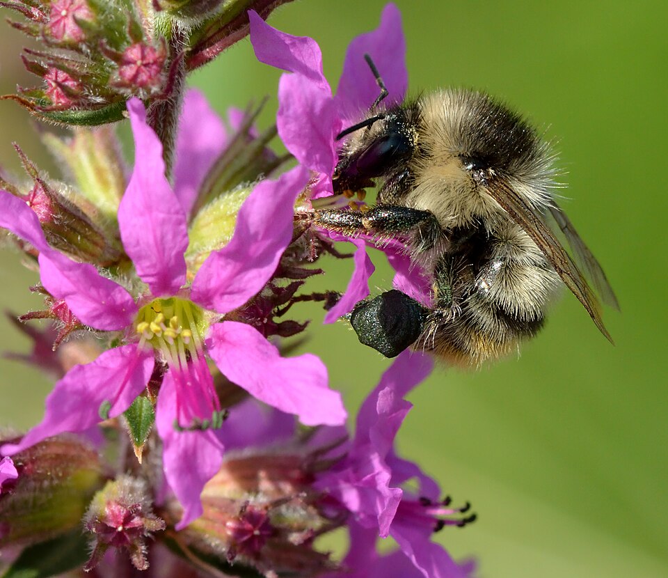 Purple Loosestrife photo 4