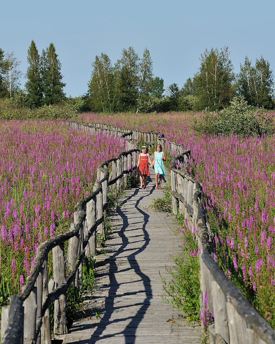 Purple Loosestrife photo 5