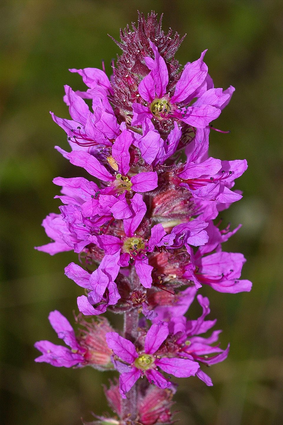 Purple Loosestrife photo 6