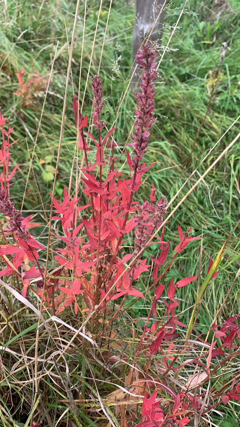 Purple Loosestrife photo 7