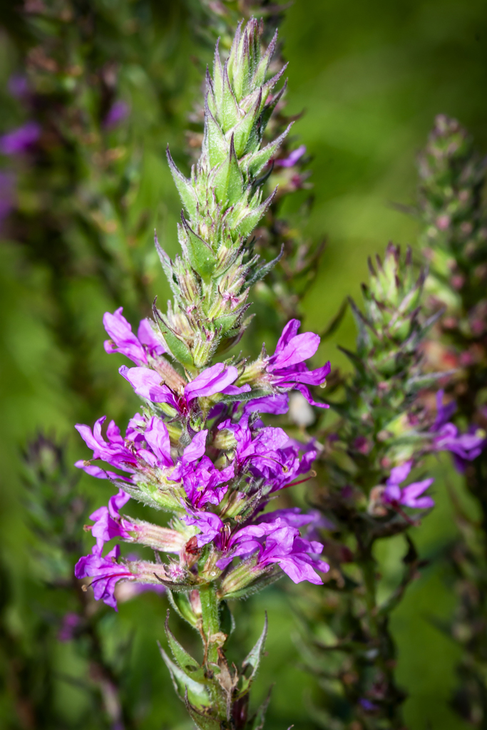Purple Loosestrife photo 8