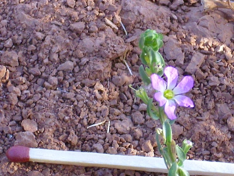 Threebract Loosestrife photo 4