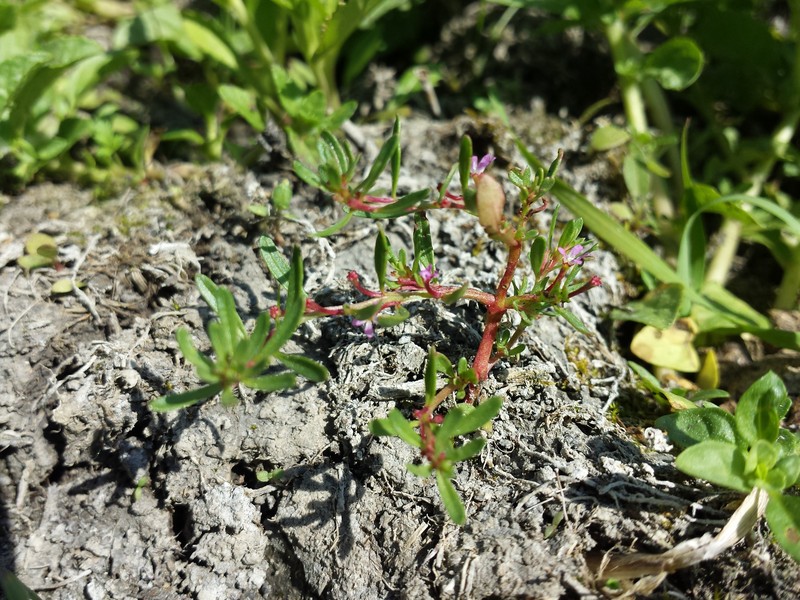 Threebract Loosestrife photo 5