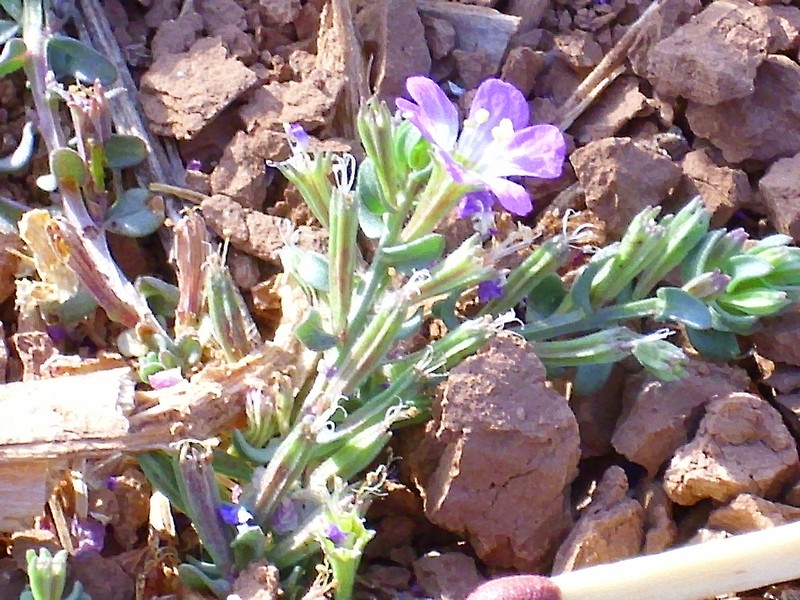 Threebract Loosestrife